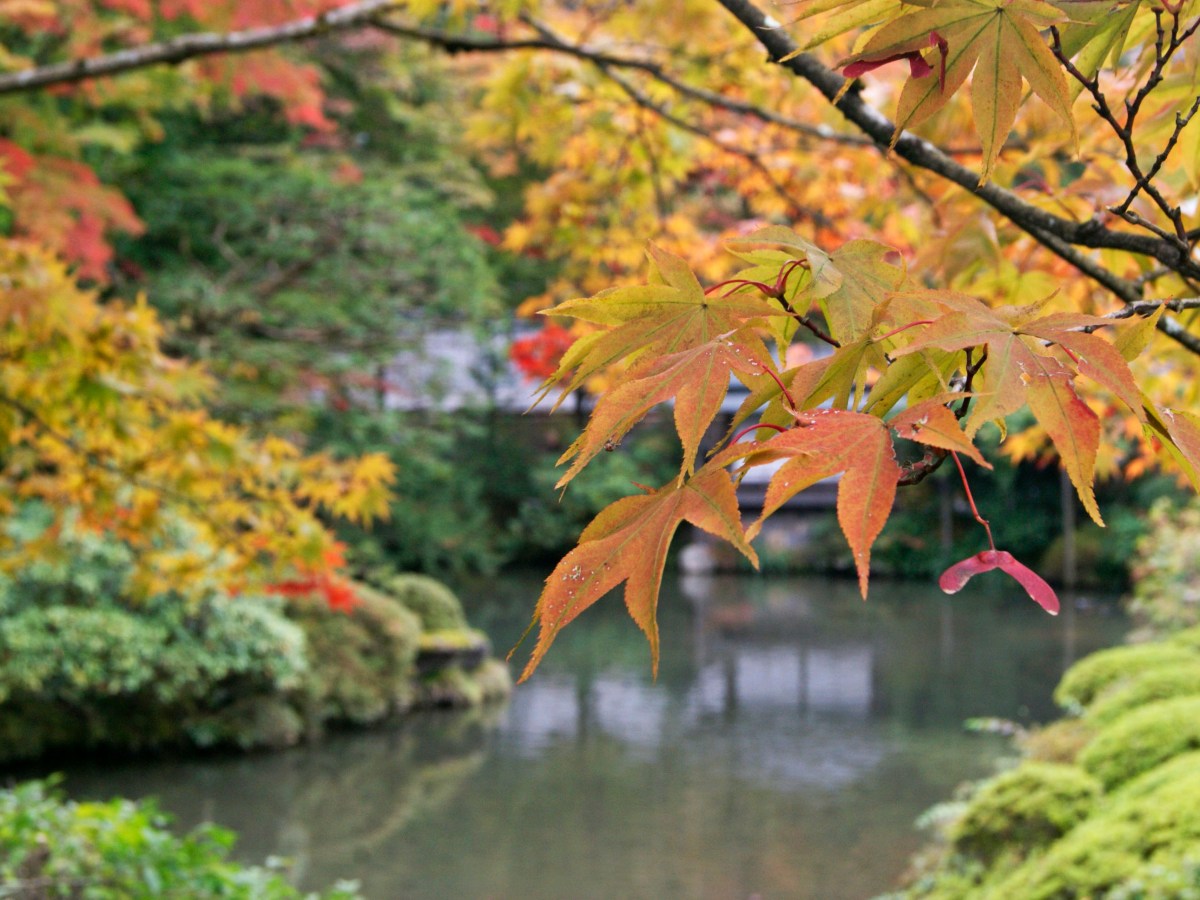 Outono no Japão: Uma estação agradável e cheia de&nbsp;cores